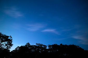 Silhouette of trees against a deep blue starry night sky