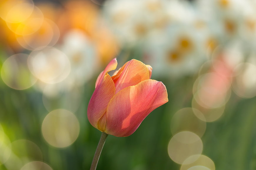 Pink and Orange Tulip with Bokeh Background