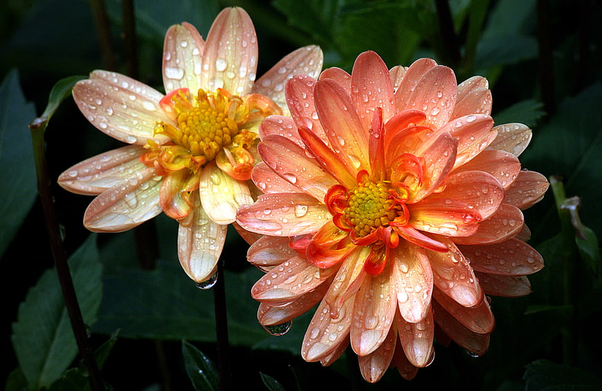 Vibrant Orange Dahlias with Raindrops on Petals