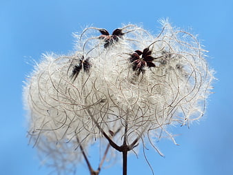 Clematis seed head with fluffy white filaments against blue sky