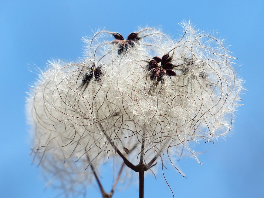 Clematis seed head with fluffy white filaments against blue sky