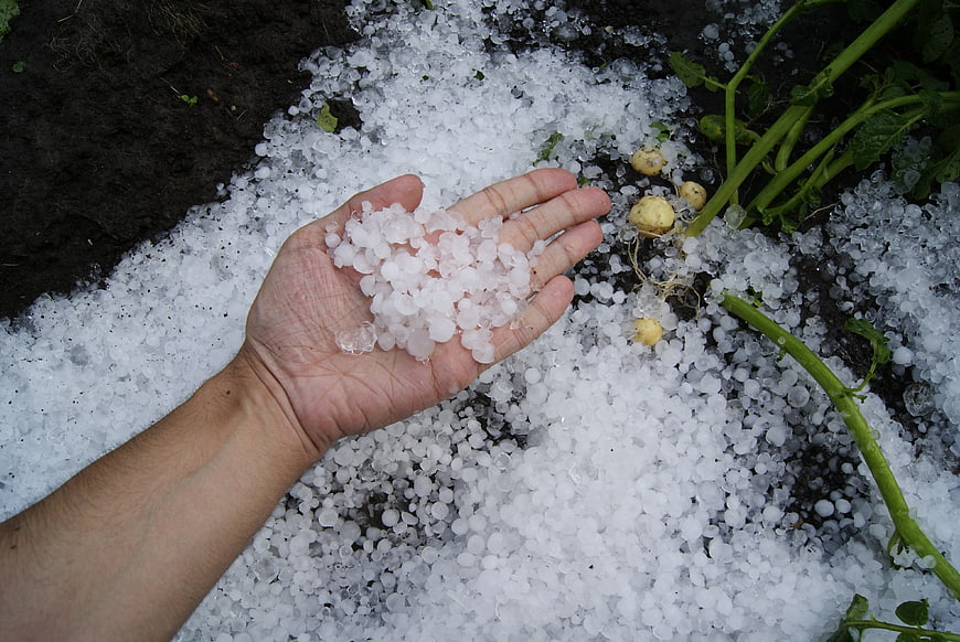Hand holding hailstones over damaged potato plants in a garden