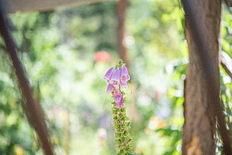 Purple Foxglove Flower in Sunlit Garden with Bokeh