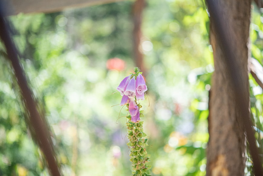 Purple Foxglove Flower in Sunlit Garden with Bokeh