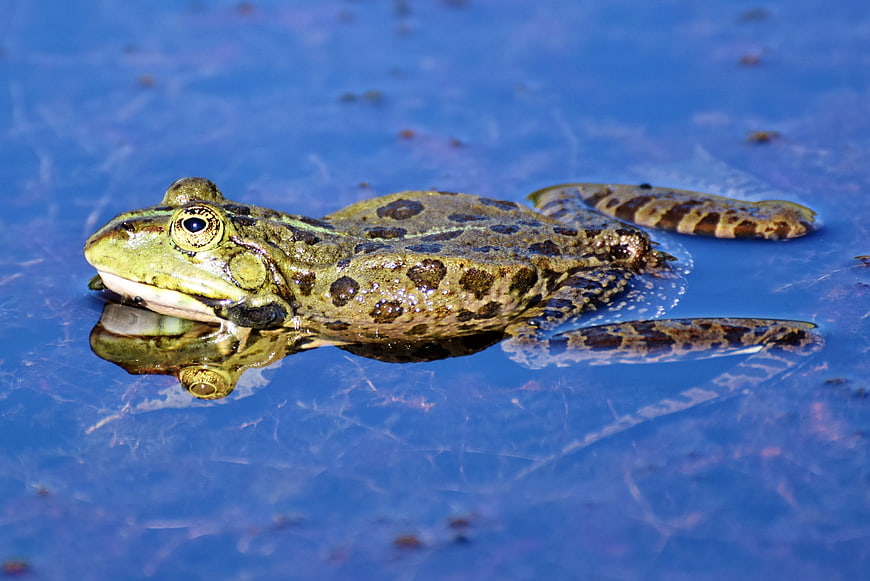 Green frog swimming in blue pond water