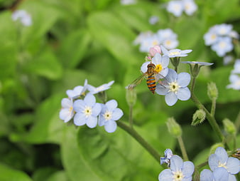 Hoverfly on Blue Forget-Me-Not Flowers in Garden