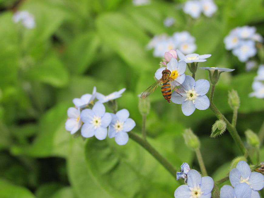 Hoverfly on Blue Forget-Me-Not Flowers in Garden