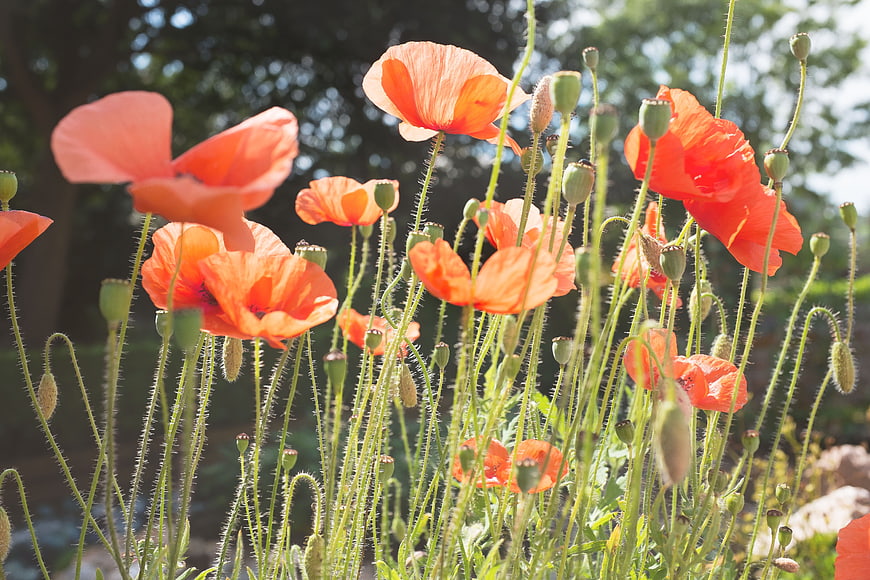 Vibrant Orange Poppies Blooming in Sunlight
