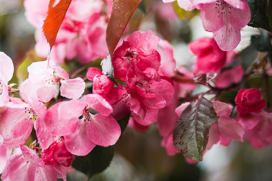 Close-up of vibrant pink crabapple blossoms with raindrops