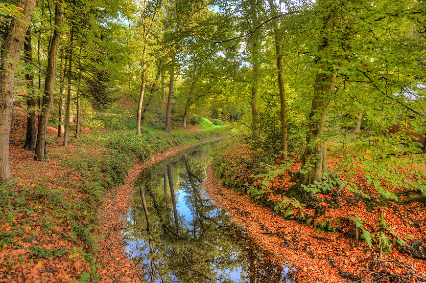 Serene Forest Stream with Orange Leaves and Reflections