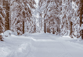 Snowy Winter Forest Path With Tall Evergreen Trees
