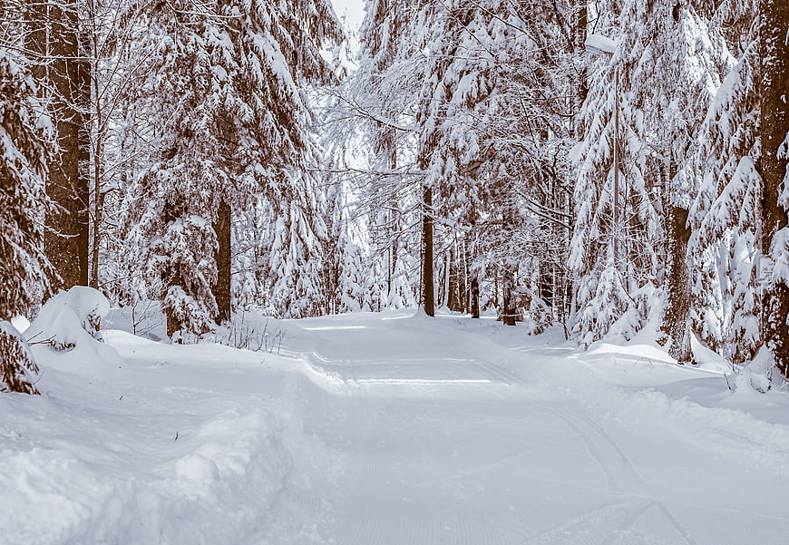 Snowy Winter Forest Path With Tall Evergreen Trees