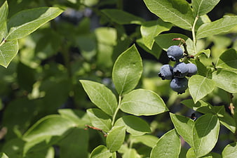 Fresh Blueberries Growing on Bush in Sunlight