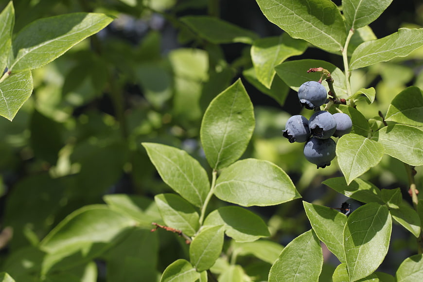 Fresh Blueberries Growing on Bush in Sunlight