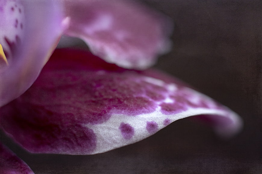 Macro Close-Up of Purple Orchid Petal Texture