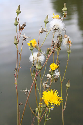 Yellow Wildflowers and Seed Heads by Water