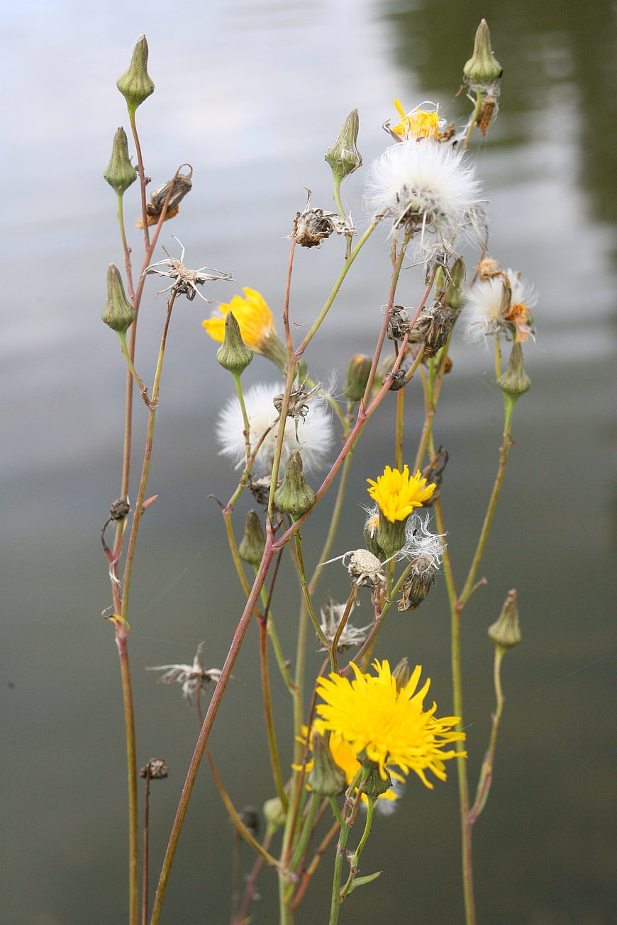 Yellow Wildflowers and Seed Heads by Water