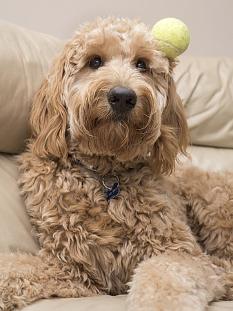 Cute Goldendoodle with Tennis Ball on Head
