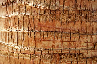 Close-up texture of a palm tree trunk bark