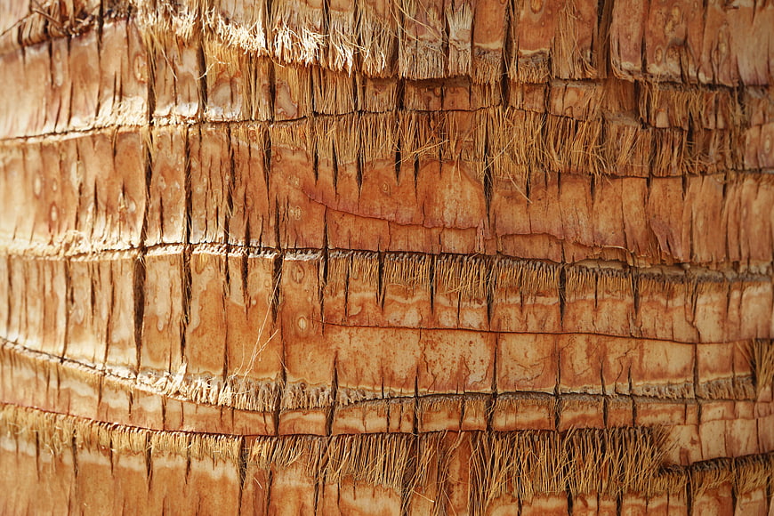 Close-up texture of a palm tree trunk bark