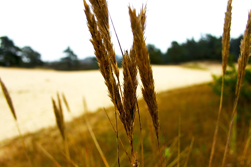 Close-up of dried grass stalks in a golden field