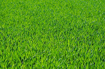 Vibrant Green Grass Field Texture Background