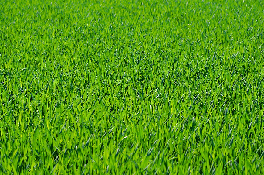 Vibrant Green Grass Field Texture Background
