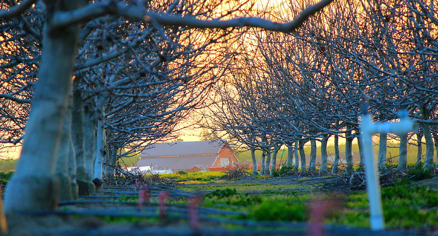 Rows of bare trees in an orchard with a red barn at sunset