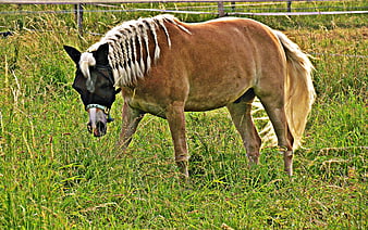 Palomino Horse Grazing in Green Meadow