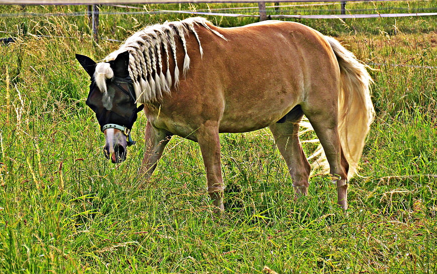Palomino Horse Grazing in Green Meadow