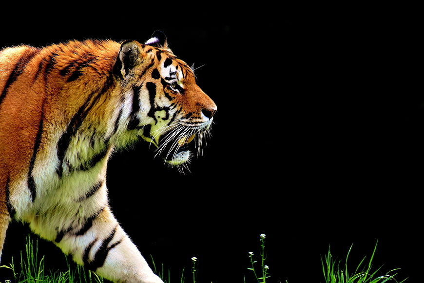 Majestic Tiger Walking in Profile Against Black Background