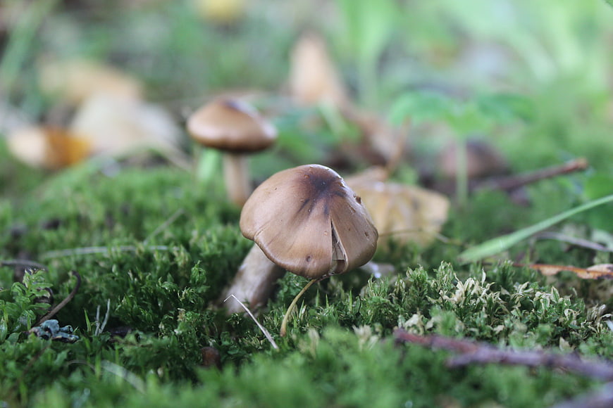 Close-up of brown wild mushrooms growing in green moss