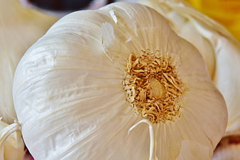 Close-up of a whole white garlic bulb with papery skin