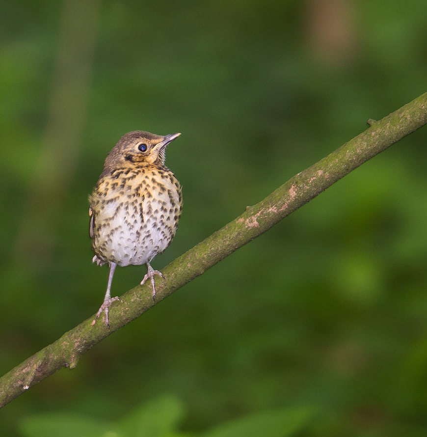 Young Juniper Tit Bunting perched on a branch in a forest