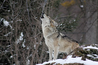 Gray Wolf Howling in Snowy Winter Forest