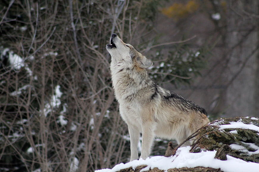 Gray Wolf Howling in Snowy Winter Forest
