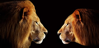 Two Lions Facing Each Other in Profile on Black Background