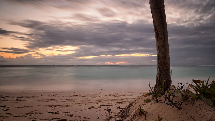 Serene Sunset Beach with Palm Tree and Smooth Ocean