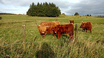 Scottish Highland Cows Grazing in Green Pasture