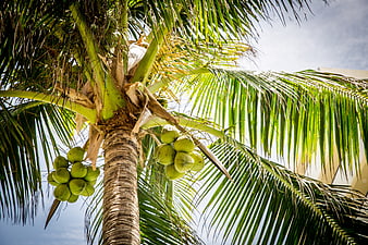 Low angle view of coconut tree with green coconuts against blue sky