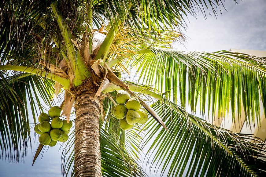 Low angle view of coconut tree with green coconuts against blue sky