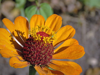 Close-up of vibrant orange zinnia flower with red center