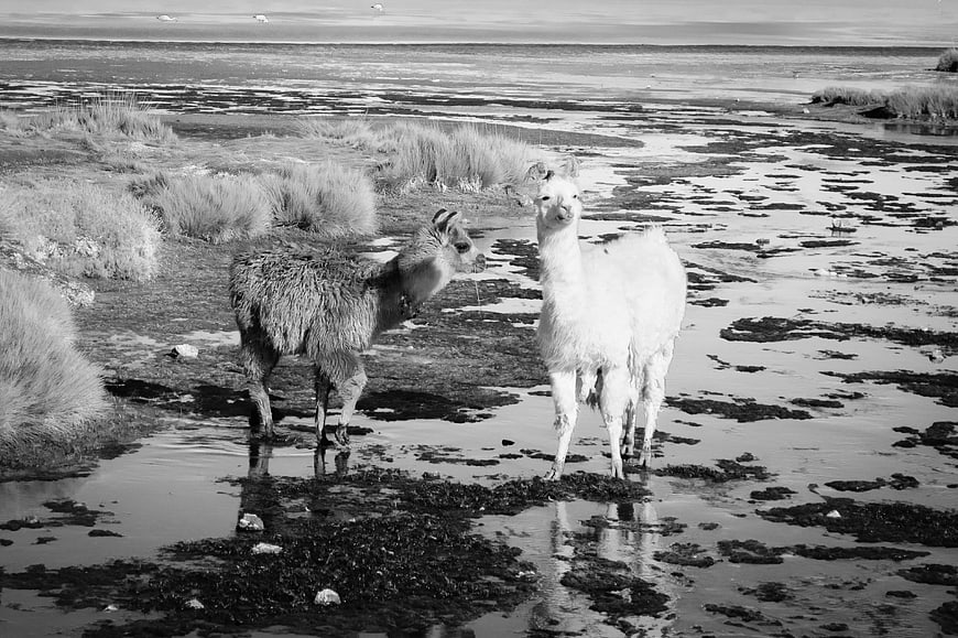 Two llamas standing in a wet, marshy landscape in black and white
