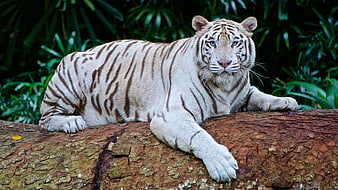 White Tiger Resting on Log in Jungle