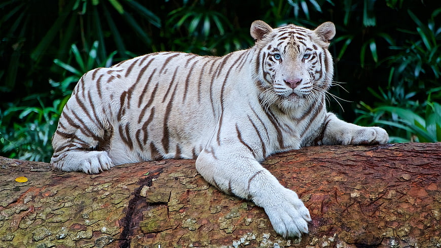 White Tiger Resting on Log in Jungle