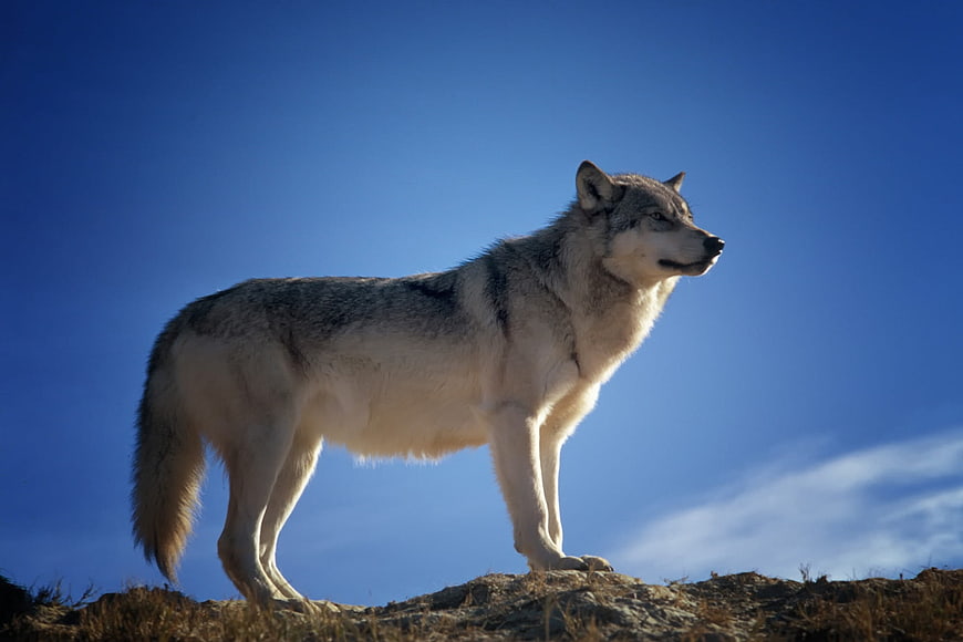 Gray Wolf Standing on Hill Against Blue Sky