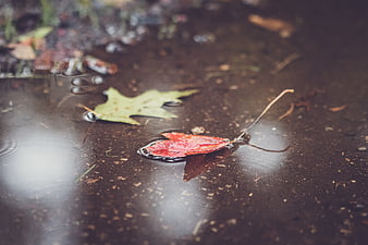 Red and Green Leaves Floating in Rain Puddle