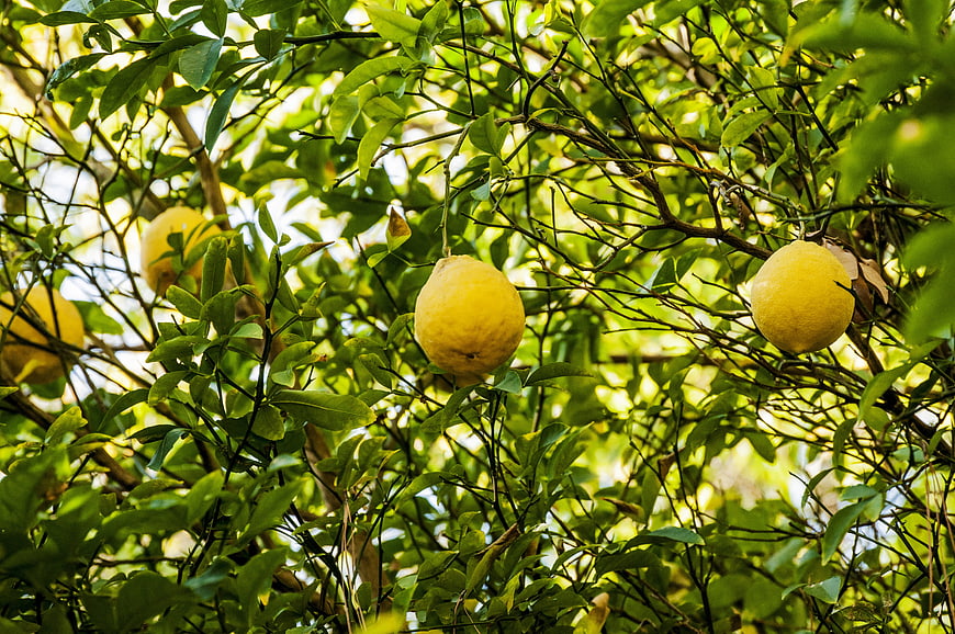Ripe yellow lemons hanging on a tree branch in sunlight