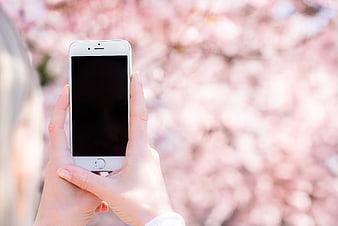 Woman holding smartphone with black screen against pink cherry blossoms