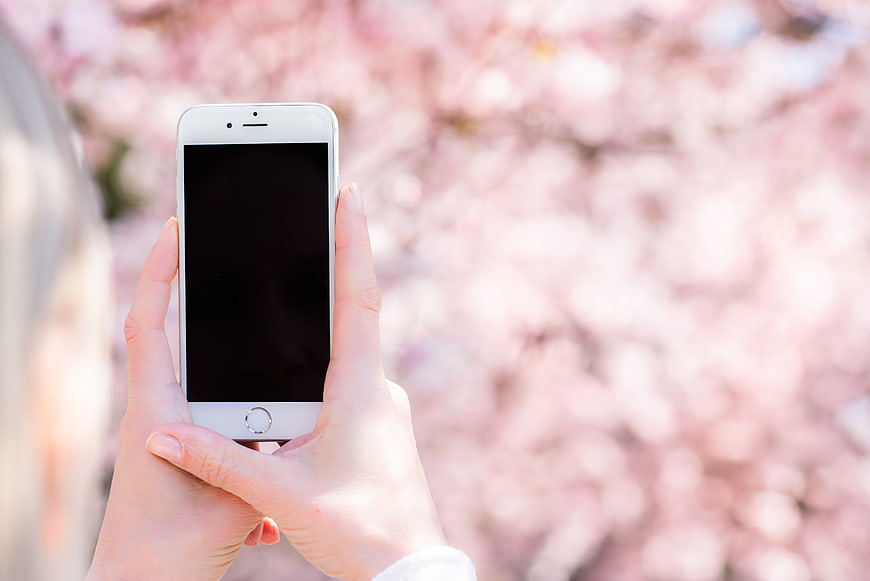 Woman holding smartphone with black screen against pink cherry blossoms